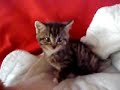 un chaton qui boit son biberon comme un bebe!