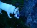 Oliver in the neighbors backyard!   122