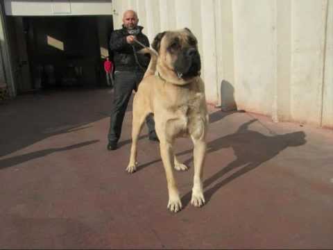 kangal