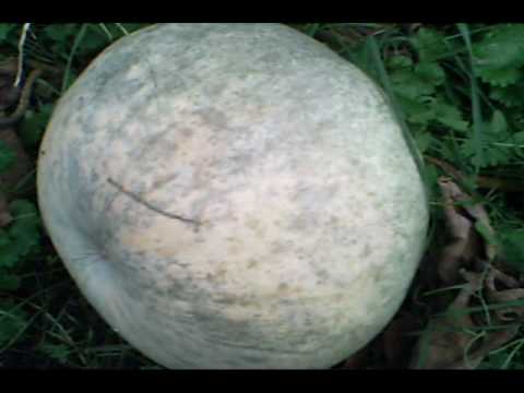 how to keep pumpkins from rotting on the vine