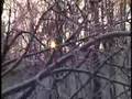 Ice Storm