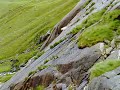 Sheep falling Sheep falling
