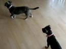 Play Time For Puppies!