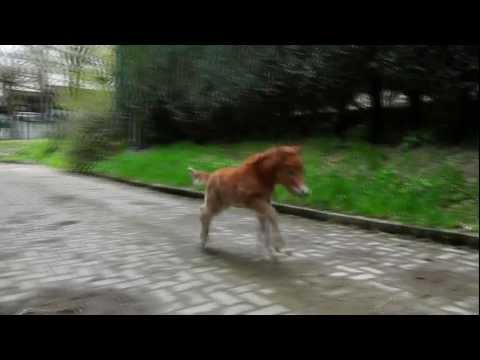 Shetty Fohlen erster