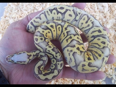 YouTube reptile video