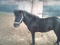 unser kleiner deckhengst ailton!! unser kleiner deckhengst ailton!!