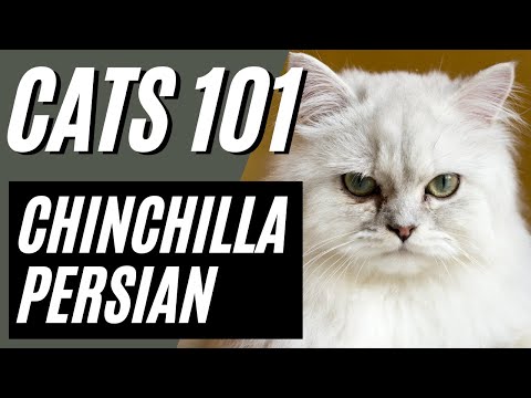 What to Know About Chinchilla Persian Cat | Cats 101