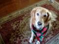 Dogbook Movie: Hugo and Roxy