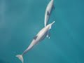 dauphins dans les grenadines dauphins dans les grenadines