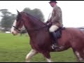 Ridden Clydesdale Royal Highland Show 2007