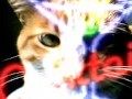 Michi: cat from peru