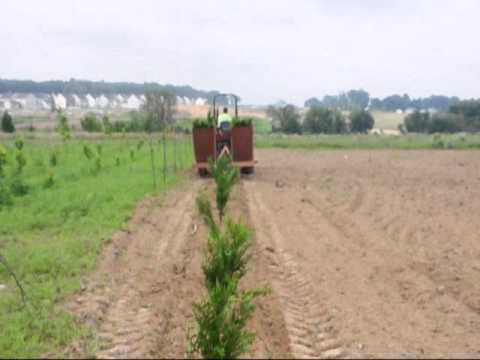 how to transplant mugo pine