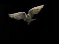 White dove