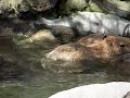 ????????????2?Capybara