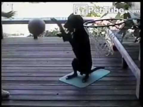pettube - Zeke the dog dribbles a basketball and catches an alley-oop dunk. http://pettube.com.
