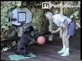 Cão jogador de basketball