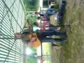 alain le grand chanteur
