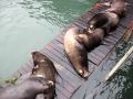 California Sea Lions in Newport Oregon