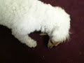 dogs harassing each other