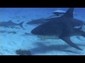 Bull Shark Dive with Yucatek Divers in Playa del Carmen, Mexico