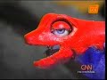 CNN informa sobre  Kalydria en Animatronics