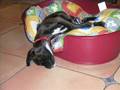 RoxyBoxerDog (Drowning Pool - Let The Bodies Hit The Floor)