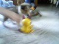 Bo vs. Meow-Chi