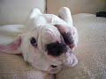 Bulldog whinging on settee