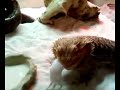 pogona vs blanchon