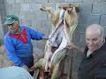 matanza_gorrino_yuste-guijarro_10