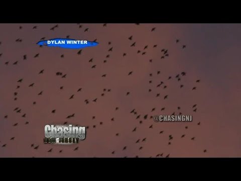 how to get rid of european starlings