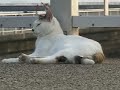 Tortoiseshell Cat ilive in sea side ????????2 Tortoiseshell Cat ilive in sea side ????????2
