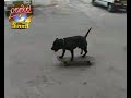Skating Dog