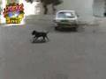 skate dog