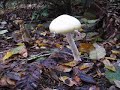 Mushrooms at Earth Sanctuary Mushrooms at Earth Sanctuary