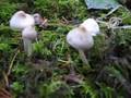 Mushrooms at Earth Sanctuary