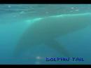 ???????????rurutu Is? humpback whale?No?15