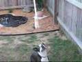 Boston Terrier video
