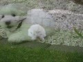 videos de Malteser Welpe /  Maltese Puppy