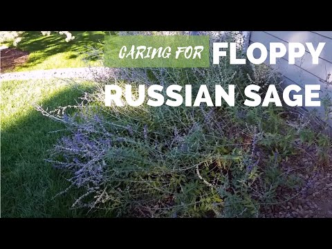 How to Care for Floppy Russian Sage