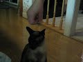 Catbook Movie: Me and My Elephant Catbook Movie: Me and My Elephant