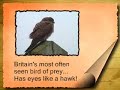 The Kestrel