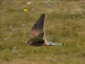 The Kestrel The Kestrel