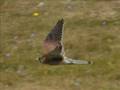 The Kestrel