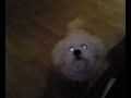 Video0035