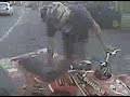wheelies.3GP wheelies.3GP
