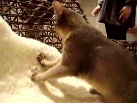 猫マッサージ？Youtube(ユーチューブ・ゆーちゅーぶ)・Dailymotion動画