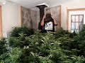 cannubis.mpg