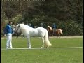 Nakomelingenshow hengstenkeuring Oirschot Nakomelingenshow hengstenkeuring Oirschot