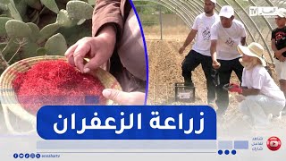 الذهب الأحمر.. مساع لتطوير إنتاج الزعفران وتسويقه عالميا